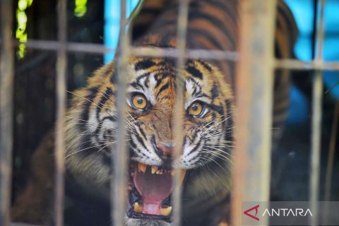 BKSDA Sumbar tangkap harimau pemangsa ternak warga