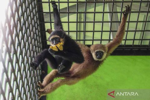 BKSDA Jambi rawat satwa tangkapan dari kasus perdagangan