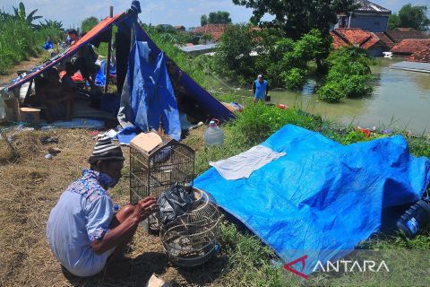 Korban banjir Demak dirikan tenda darurat di tanggul sungai