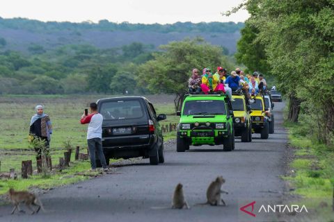 Objek wisata Taman Nasional Baluran dibuka kembali