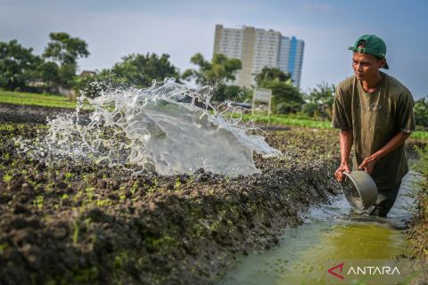 Bertani sayur mayur di perkotaan Jakarta