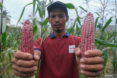 Budidaya jagung ketan ungu warga binaan Lapas II Kendari