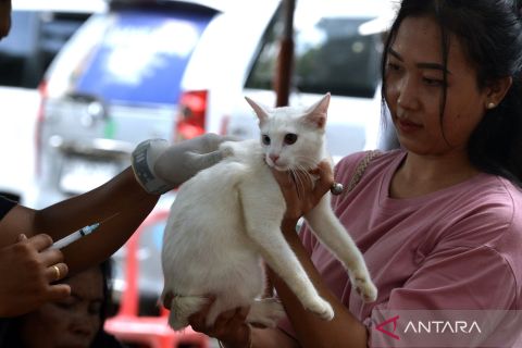 Pencegahan rabies di Bali