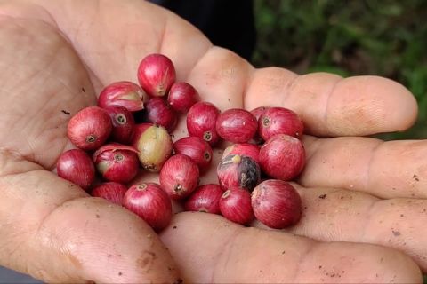 Bang Kodim jadi harapan pemenuhan kebutuhan kopi di Kalsel