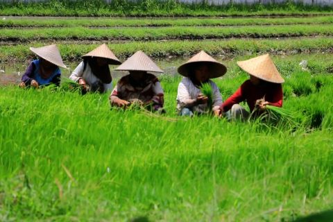Jatah pupuk berkurang, NTB ajukan tambahan 116 ribu ton
