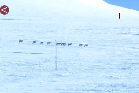 Lebih dari setengah juta ternak mati beku di Mongolia