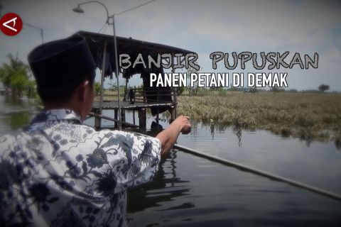 Banjir pupuskan panen petani di Demak