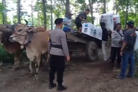 Pegon jadi transportasi distribusi logistik Pemilu wilayah terisolasi
