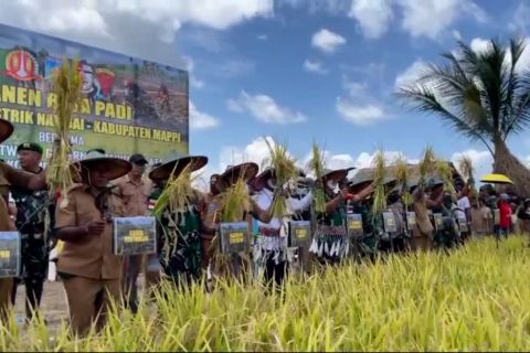 Yonif 125/SMB panen raya padi wujudkan ketahanan pangan di Mappi Papua
