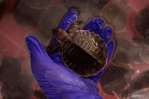 Perdagangan satwa dilindungi berhasil diungkap Polda Jatim