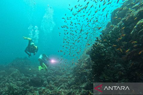 Mengintip keindahan bawah laut Pulau Weh