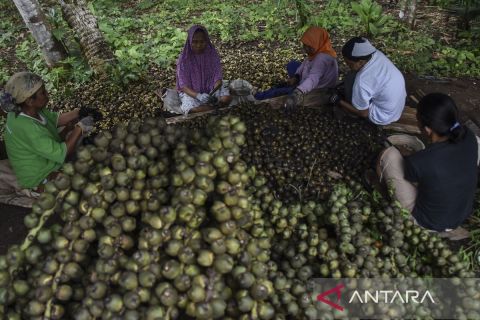 Produksi buah kolang-kaling naik saat bulan Ramadhan