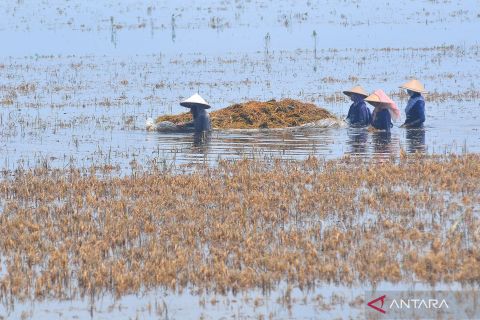 Banjir merendam ribuan hektare tanaman padi di kabupaten Kudus