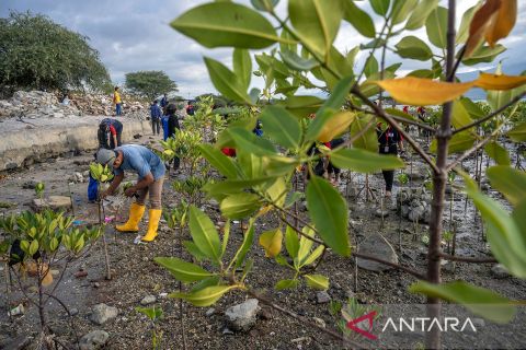 Tanam mangrove peringati Hari Air Sedunia di Palu