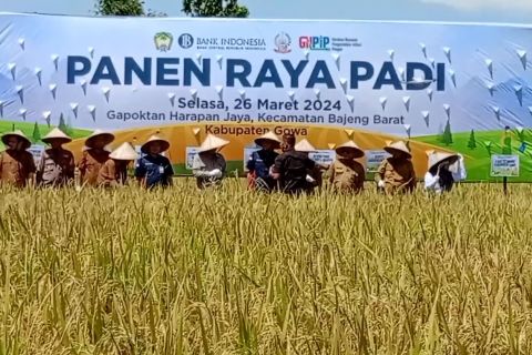 Gapoktan binaan BI Sulsel panen raya bantu kendalikan inflasi