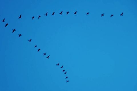 Kawanan burung migran singgah di Heilongjiang, China