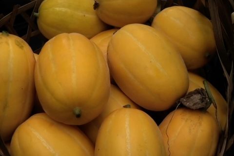 Kementan beri peluang petani milenial Temanggung kembangkan melon