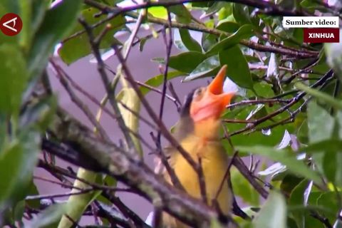 Kolaborasi China-Prancis dalam konservasi burung poksai mahkota biru