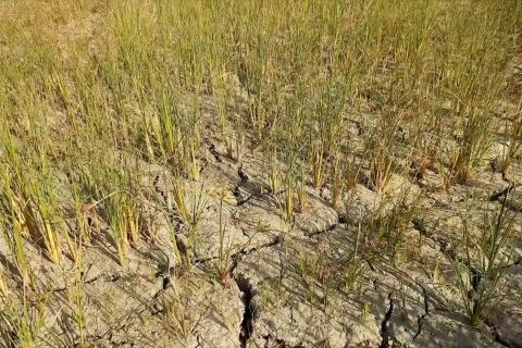 Rencana pemerintah pasang pompa di 500 ribu ha lahan Pulau Jawa