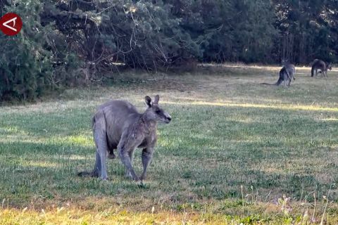 Kondisi lingkungan Australia memburuk di 2023