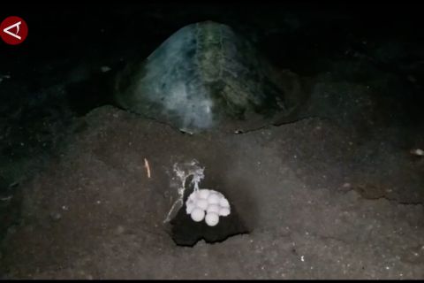 Sebanyak 928 penyu bertelur di Pantai Sukamade Banyuwangi pada 2023