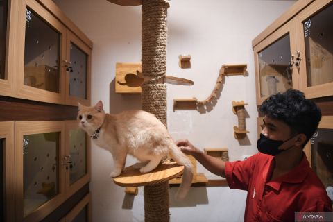 Tempat penitipan hewan peliharaan habis dipesan