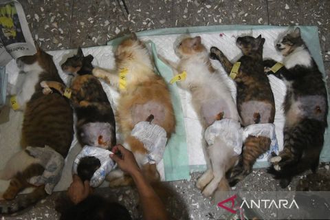 Pelayanan sterilisasi kucing di Bogor