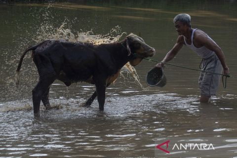 Tradisi Plegung Sapi wujud syukur peternak sapi kepada tuhan