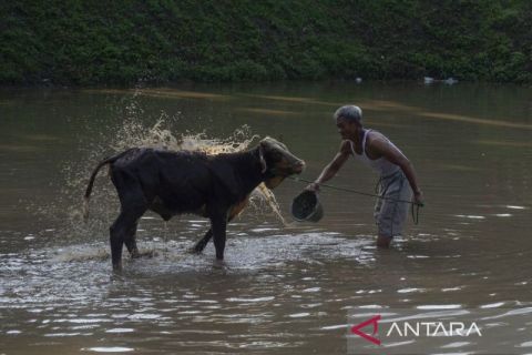 Tradisi Plegung Sapi