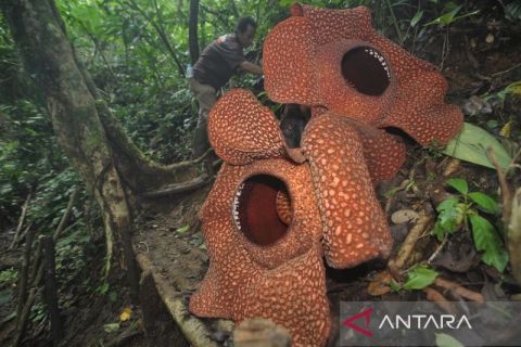 Dua bunga Rafflesia berdiameter lebih dari 130 cm mekar di Taman Konservasi Puspa Langka
