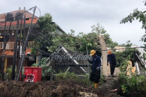 Hujan deras guyur Denpasar, pohon tumbang timpa kafe