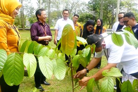 BRIN programkan riset tanaman obat di Kebun Raya Banua