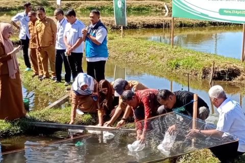 Budidaya tradisional plus tingkatkan produksi udang di Sulsel