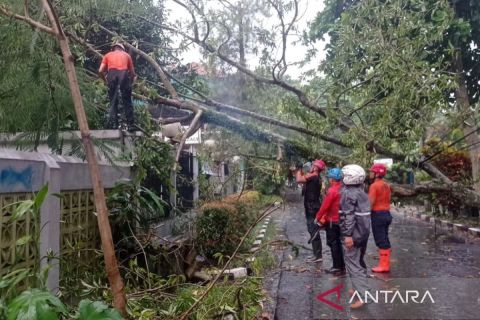 Kota Bogor tangani 16 kejadian bencana didominasi pohon tumbang setelah hujan deras