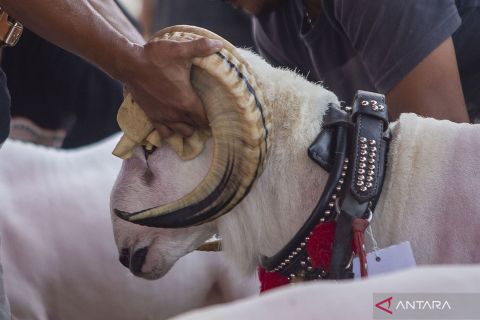Empat ratus peternak beradu domba di Indramayu