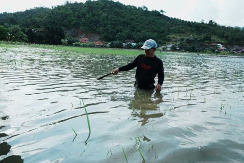 Ratusan hektare tanaman padi terendam banjir di Konawe Utara