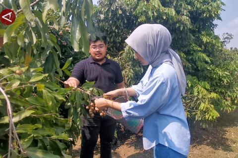 Asyiknya petik dan makan sepuasnya di agrowisata kelengkeng Sukoharjo