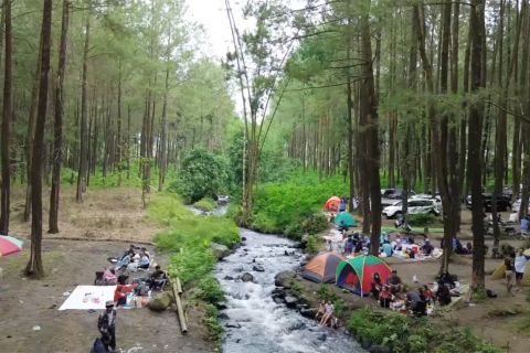 Menikmati keindahan dan keasrian hutan pinus Poncosumo Lumajang