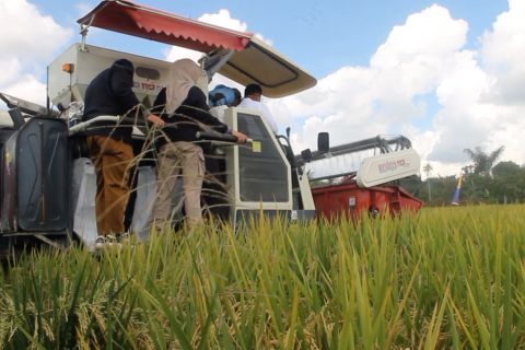 Benih padi varietas unggul dongkrak produktivitas tani di Kaltim