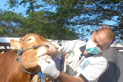 DKPP Madiun pantau kesehatan hewan jelang Idul Adha di Pasar Bajulan
