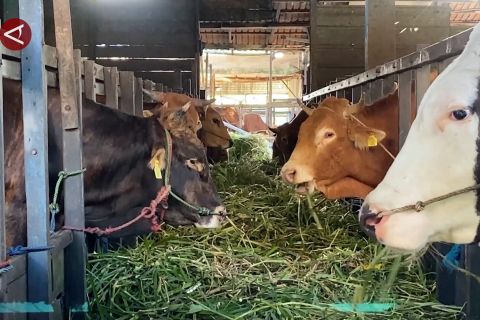 Kebutuhan sapi kurban di Kalsel diperkirakan melonjak