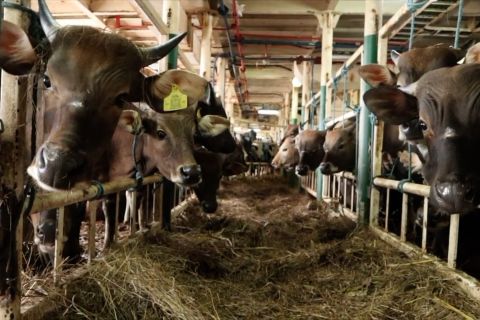 Kelaikan angkutan ternak ke Kaltim jadi salah satu penentu kualitas