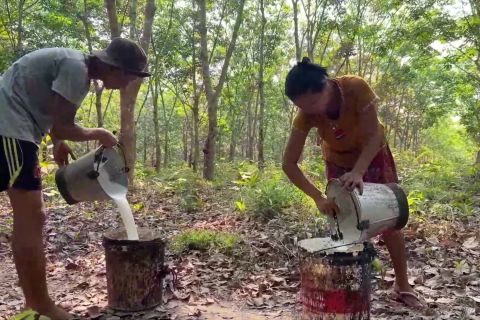 Myanmar targetkan ekspor sejumlah 350.000 ton karet pada 2024-2025