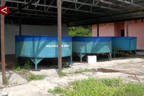 Optimalisasi Budi daya ikan sistem bioflok di Kabupaten Seruyan