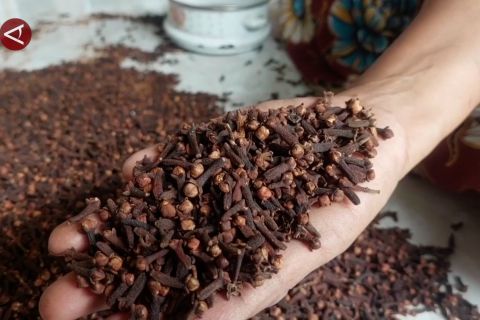 Tanaman cengkih Madiun terserang hama, dinas optimalkan pembinaan