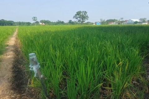 Pemkab Madiun dorong petani usir hama tikus dengan tanam padi serentak