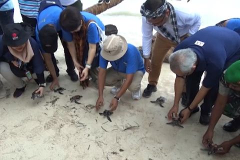 Delegasi SeaBRnet Meeting Unesco lepasliarkan tukik di Wakatobi