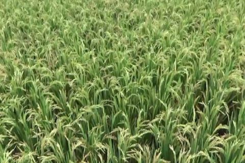 Kemhan siapkan 5 juta hektare lahan untuk program Kemandirian Pangan