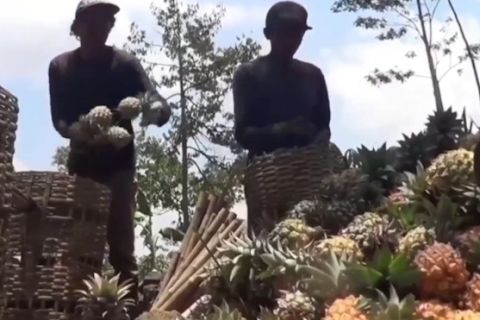 Kembangkan teknologi nuklir, Indonesia akan manfaatkan untuk makanan