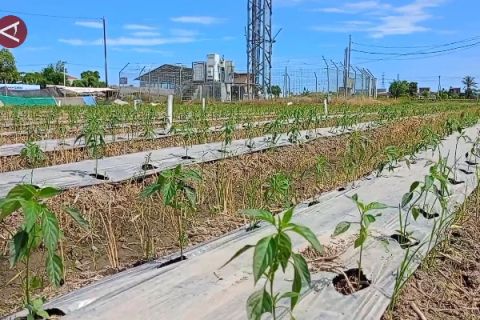 Tekan inflasi, BI dan Pemprov Sulsel gelar Gerakan Tanam Cabai